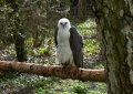 Hawk_Conservancy 022